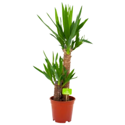 Yucca - Palmlelie - P17 H70 - Kamerplant