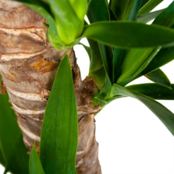 Yucca - Palmlelie - P19 H90 - Kamerplant -Groene Tuin Verkoop yucca palmlelie p19 h90 6