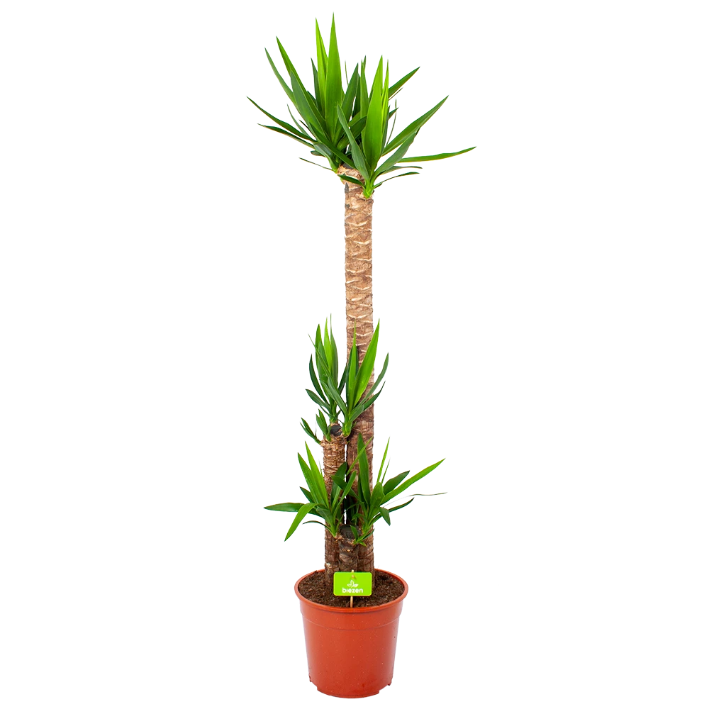 Yucca - Palmlelie - P27 H170 - Kamerplant 1 Yucca - Palmlelie - P27 H170 - Kamerplant