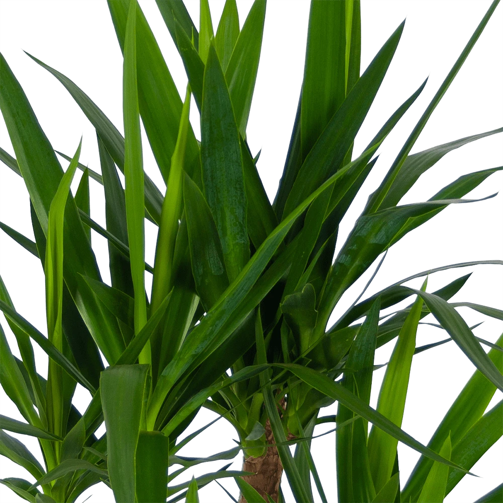 Yucca - Vertakt - Palmlelie - P30 H130 - Kamerplant 3 Yucca - Vertakt - Palmlelie - P30 H130 - Kamerplant - Afbeelding 3