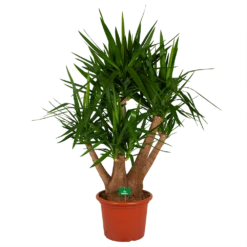 Yucca - Vertakt - Palmlelie - P45 H170 - Kamerplant