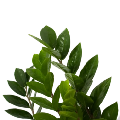 Zamioculcas Zamiifolia - Emerald Palm - P17 H60 - Kamerplant