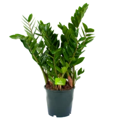 Zamioculcas Zamiifolia - Emerald Palm - P19 H70 - Kamerplant