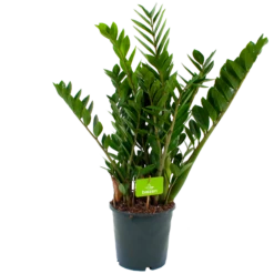 Zamioculcas Zamiifolia - Emerald Palm - P21 H80 - Kamerplant