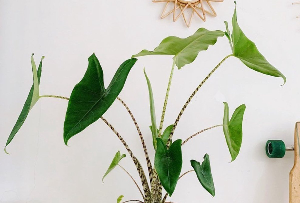 Groene Tuin Verkoop -Groene Tuin Verkoop