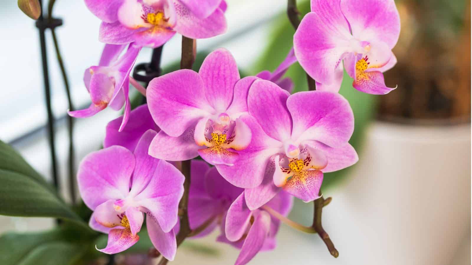 Groene Tuin Verkoop -Groene Tuin Verkoop Phalaenopsis